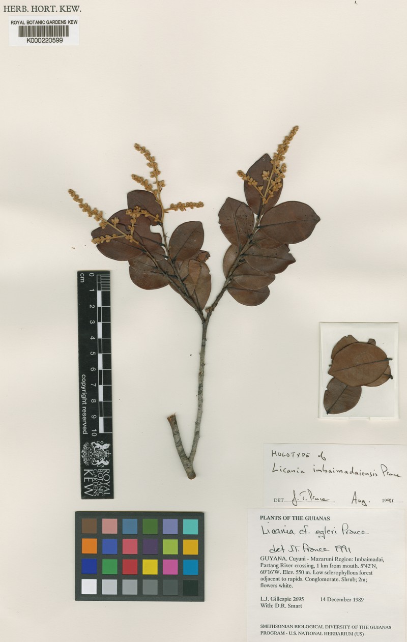 Moquilea imbaimadaiensis photo 2