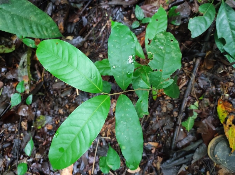 Moquilea kallunkiae