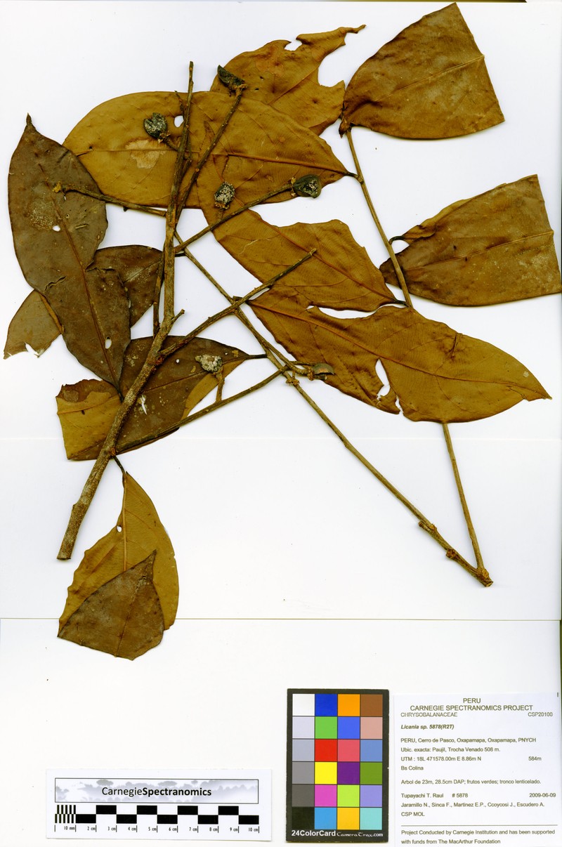 Moquilea klugii