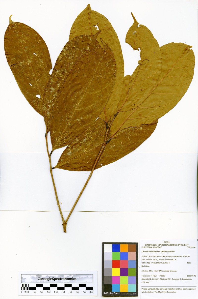 Moquilea klugii photo 2