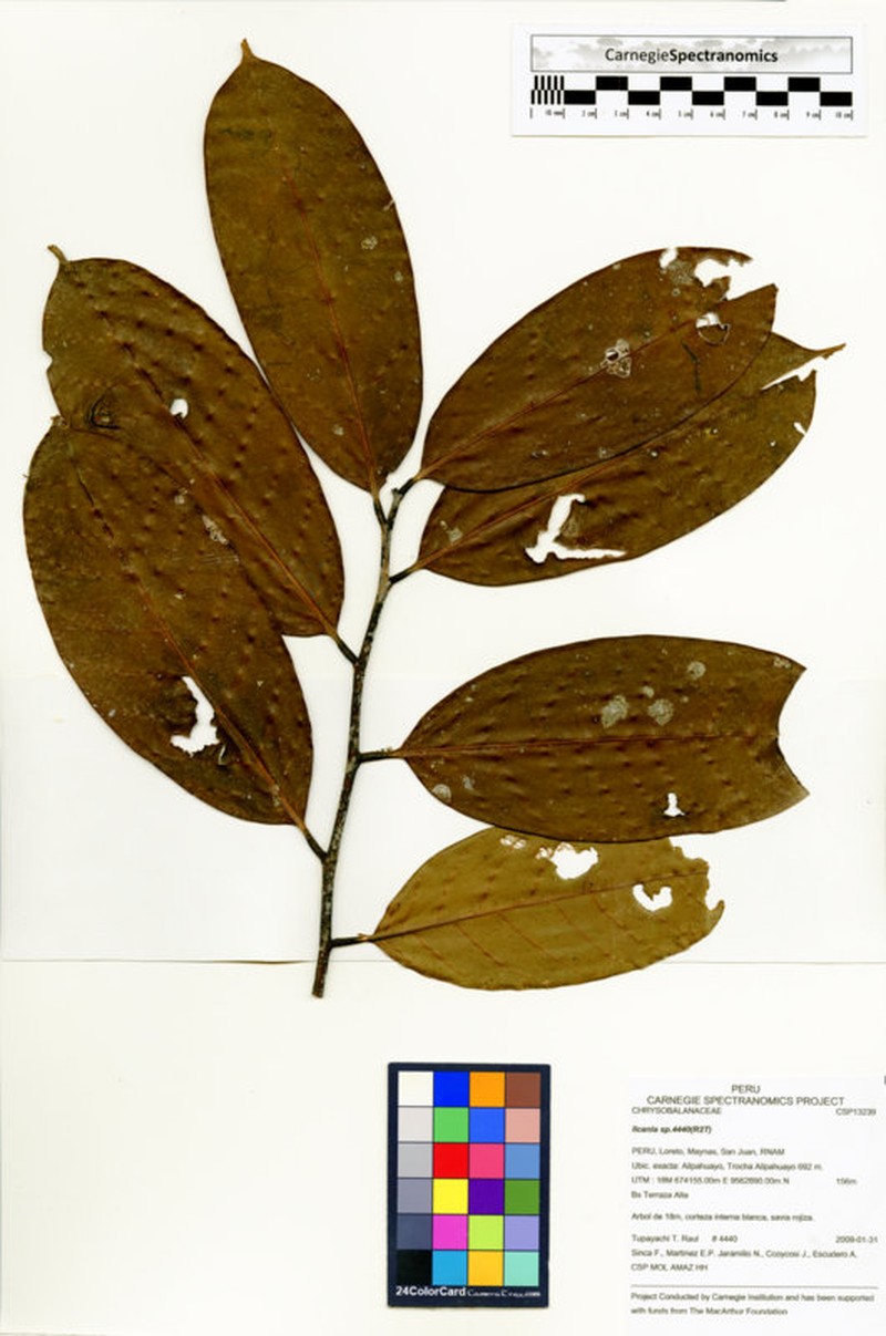 Moquilea klugii photo 3