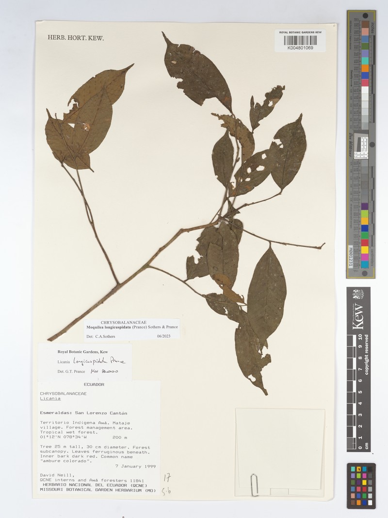 Moquilea longicuspidata
