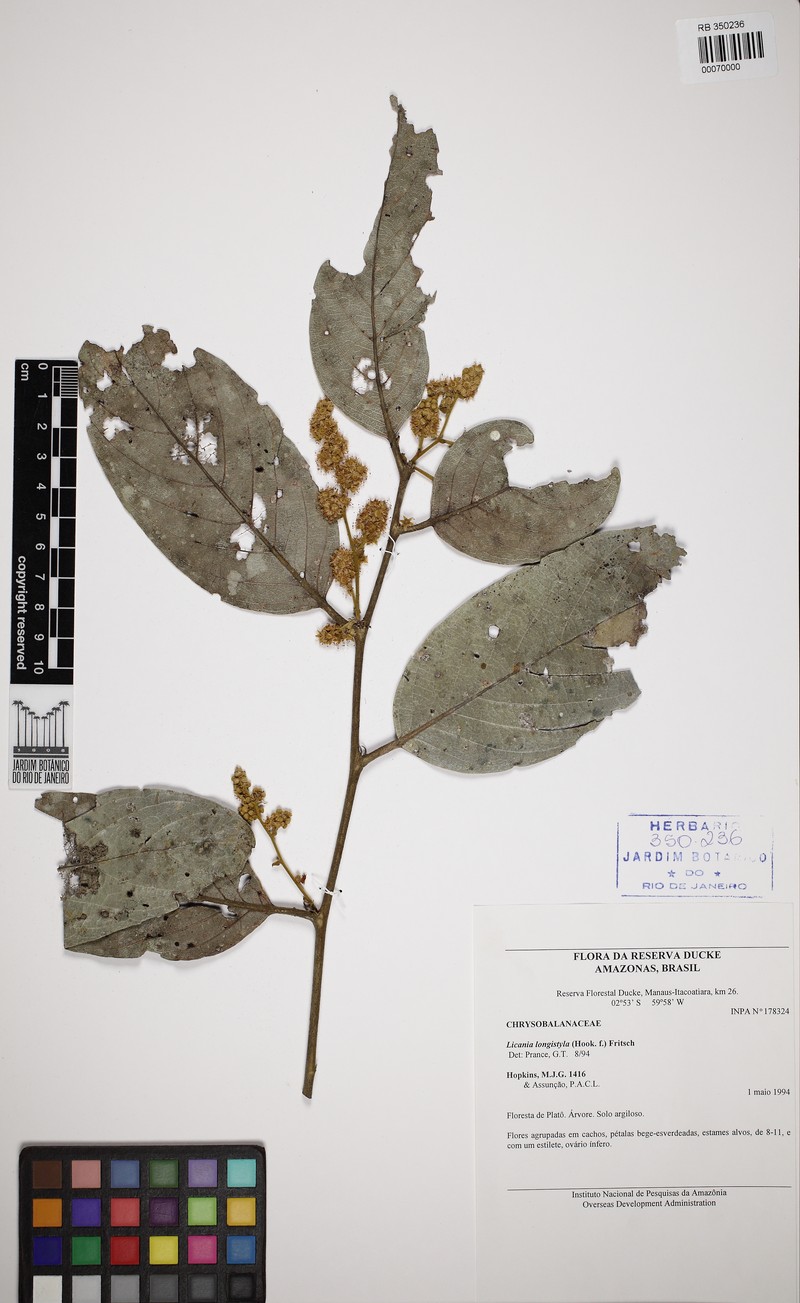 Moquilea longicuspidata photo 2