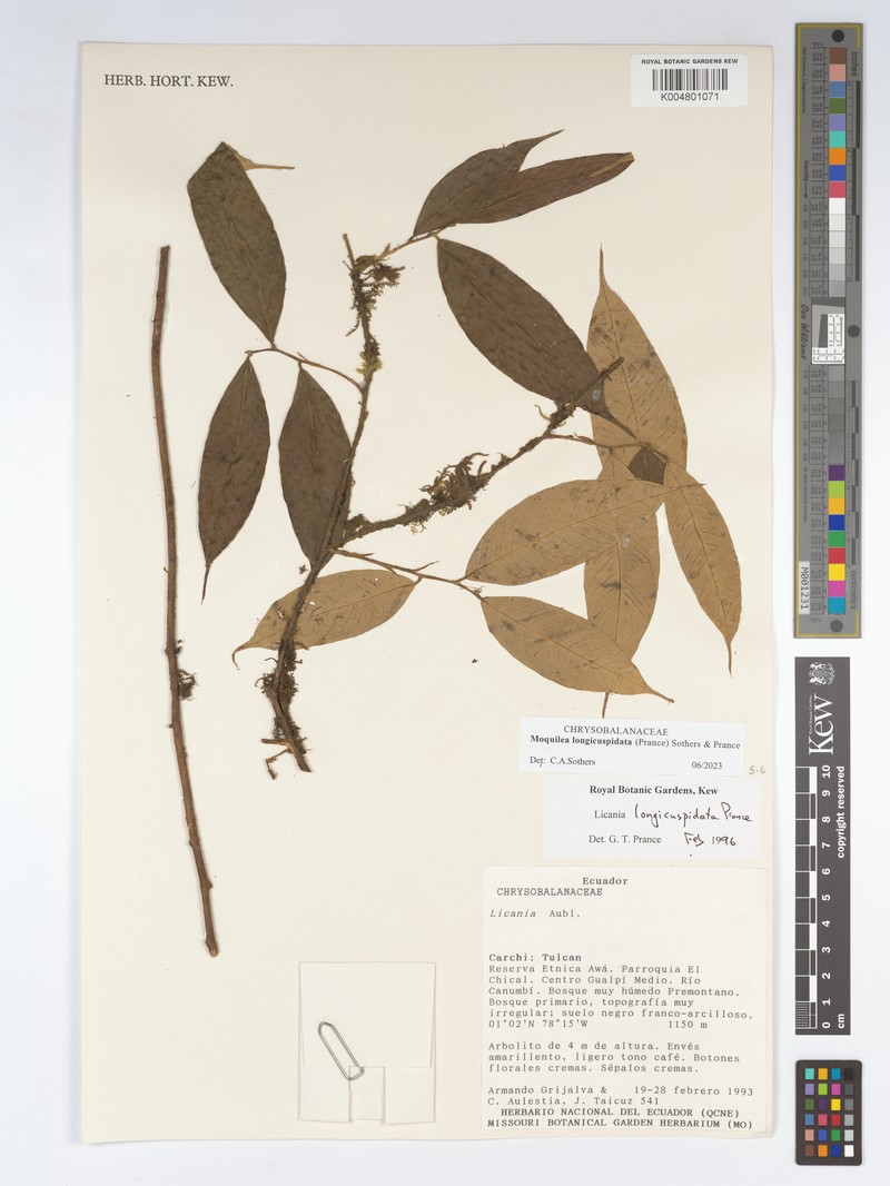 Moquilea longicuspidata photo 3