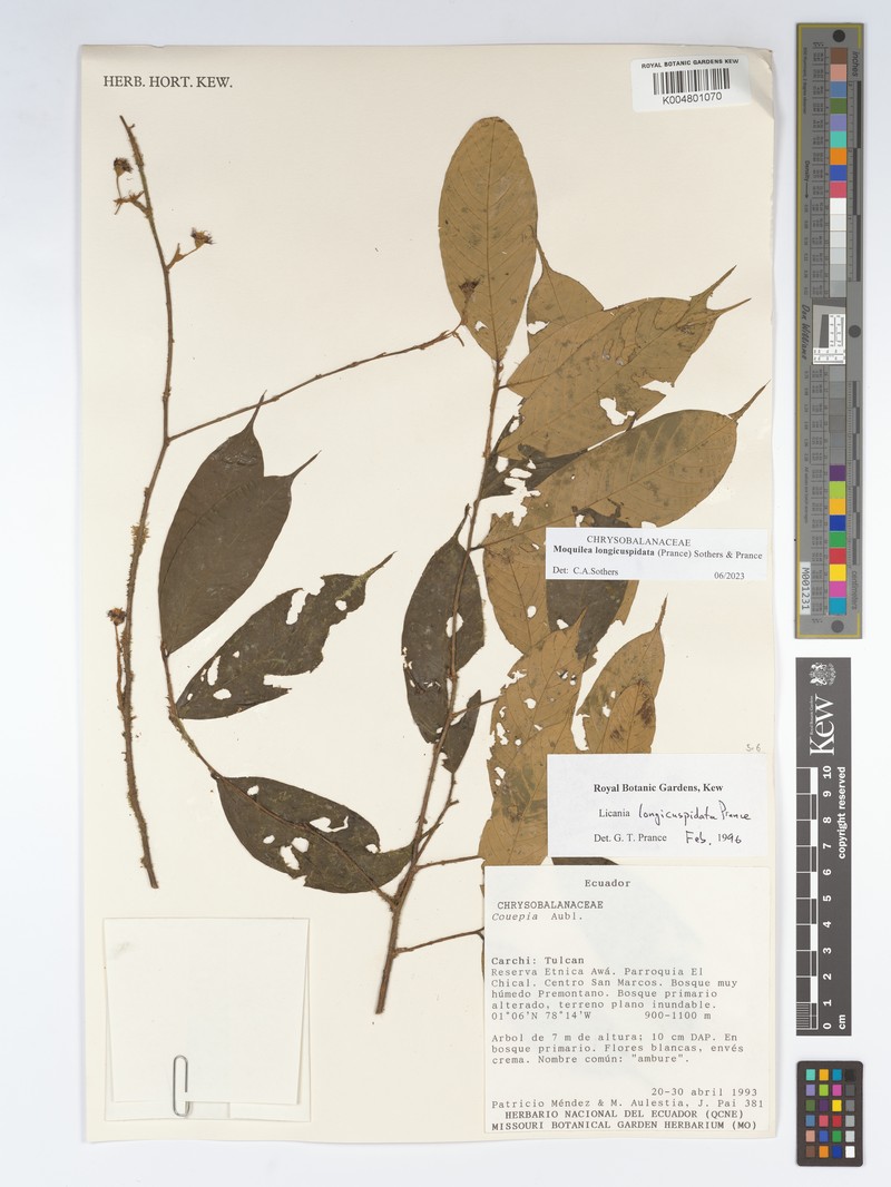 Moquilea longicuspidata photo 4