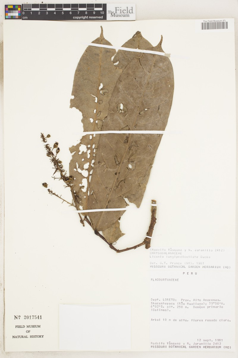 Moquilea longipedicellata
