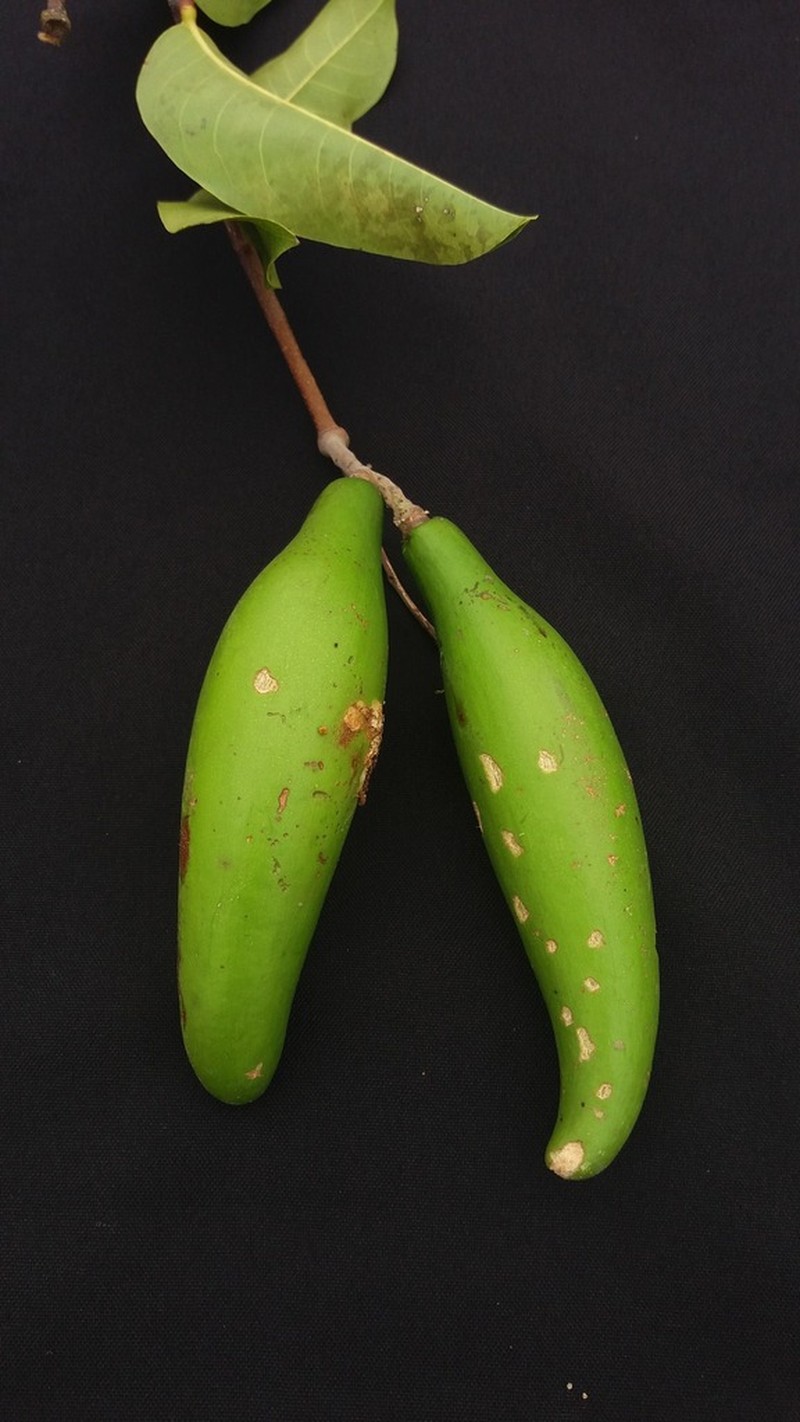 Moquilea longipetala