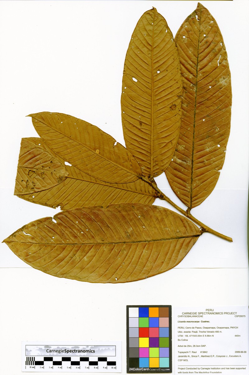 Moquilea magnifructa