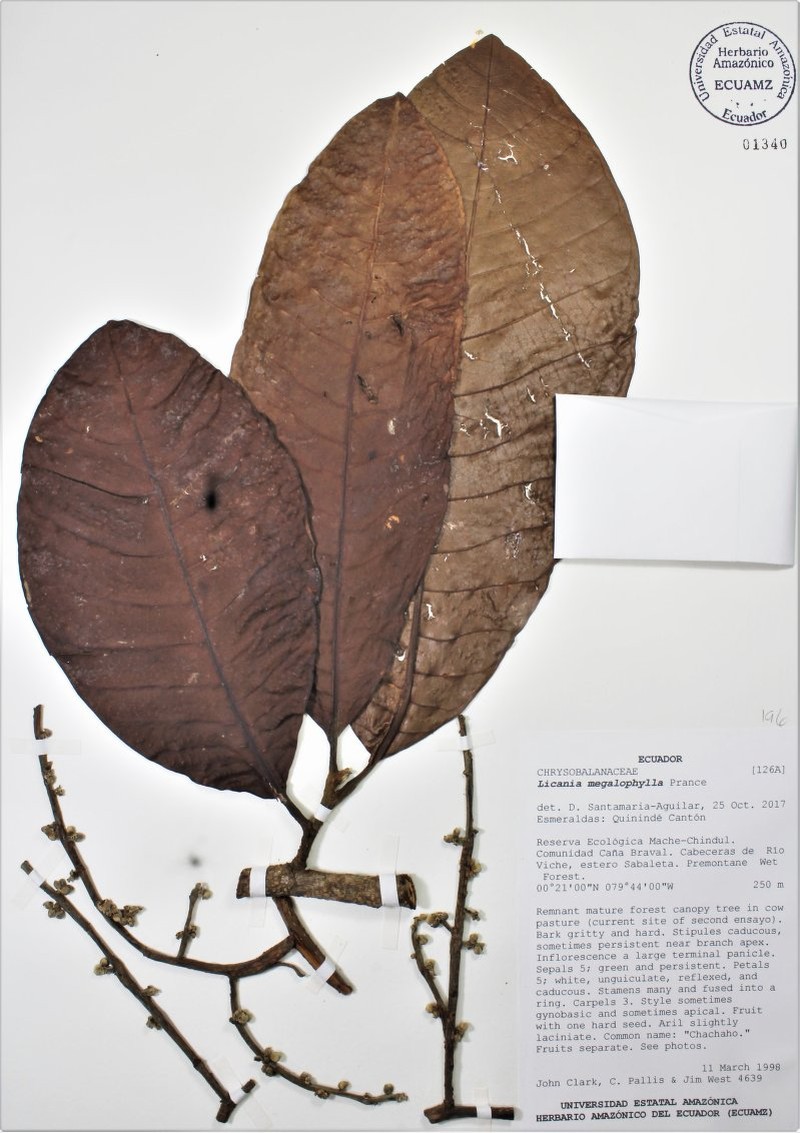 Moquilea megalophylla