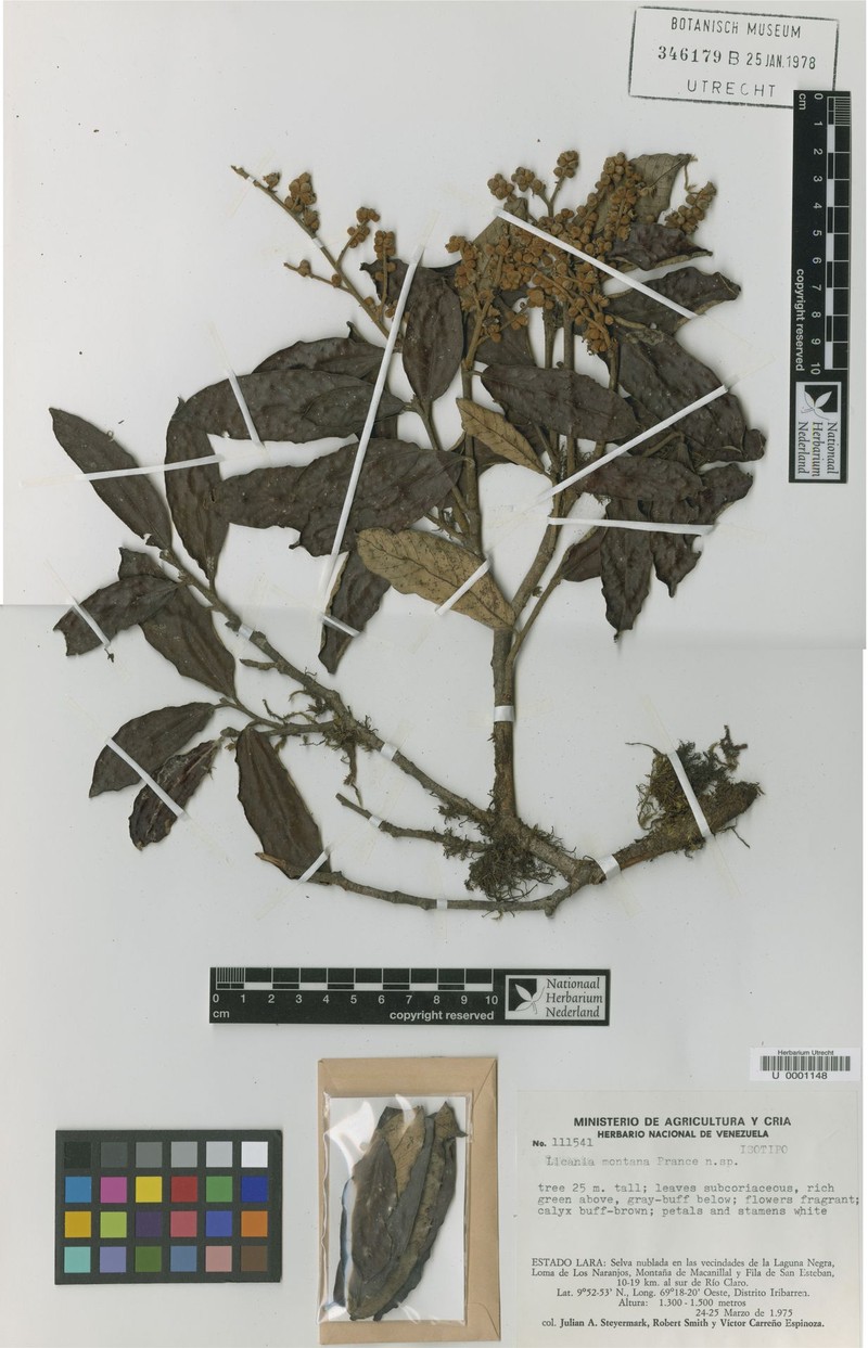 Moquilea montana