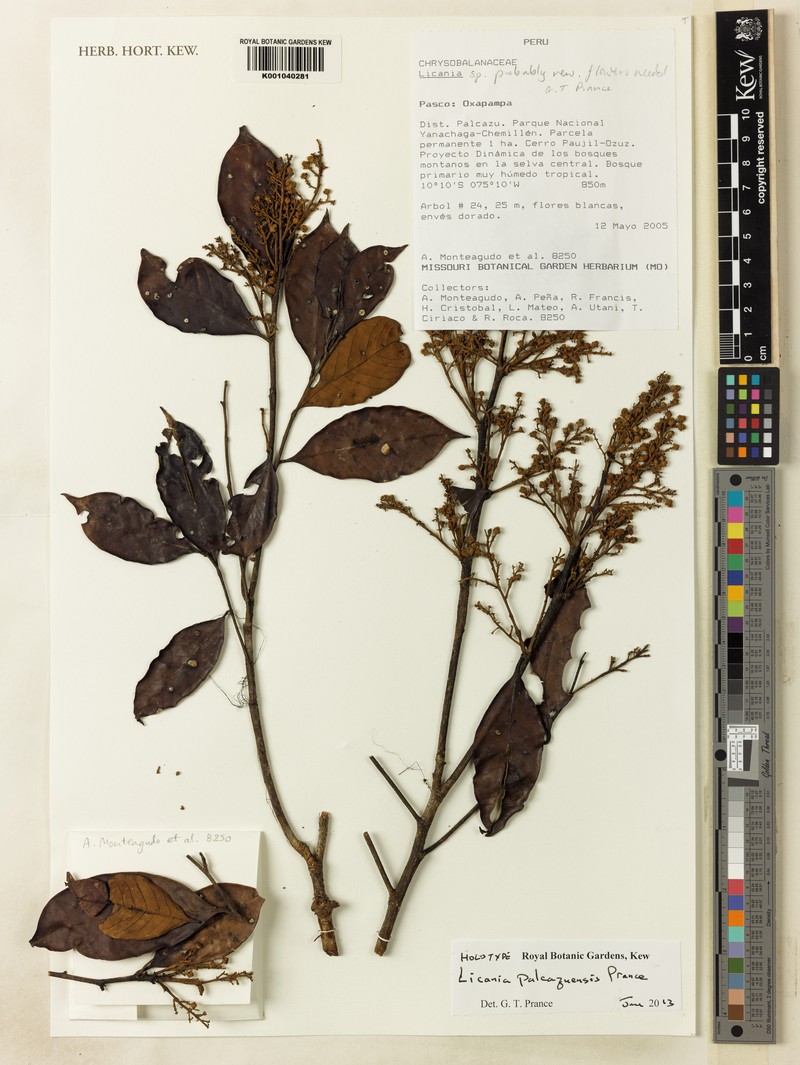Moquilea palcazuensis