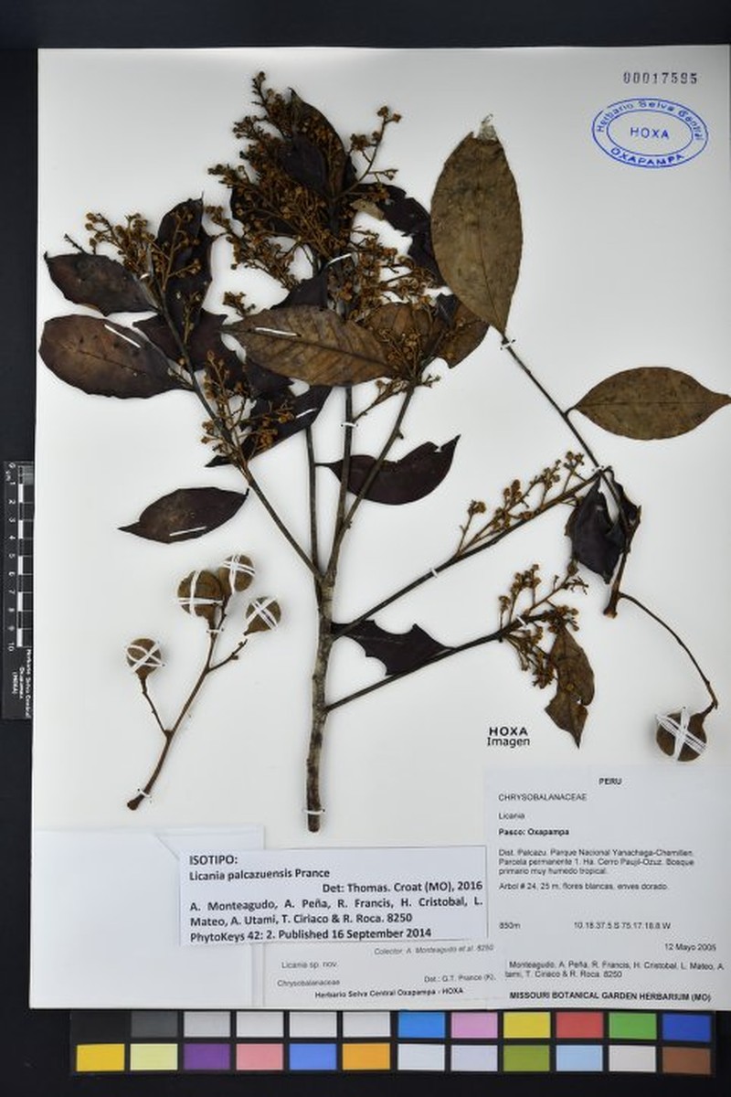 Moquilea palcazuensis photo 2