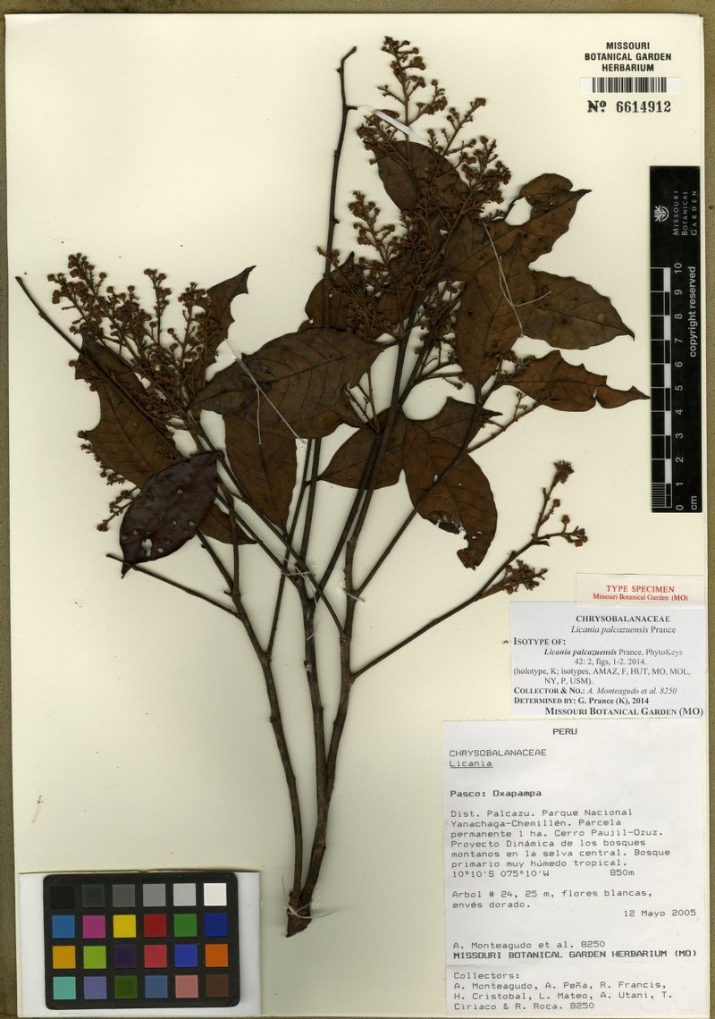 Moquilea palcazuensis photo 3