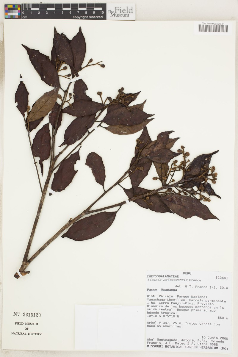 Moquilea palcazuensis photo 4