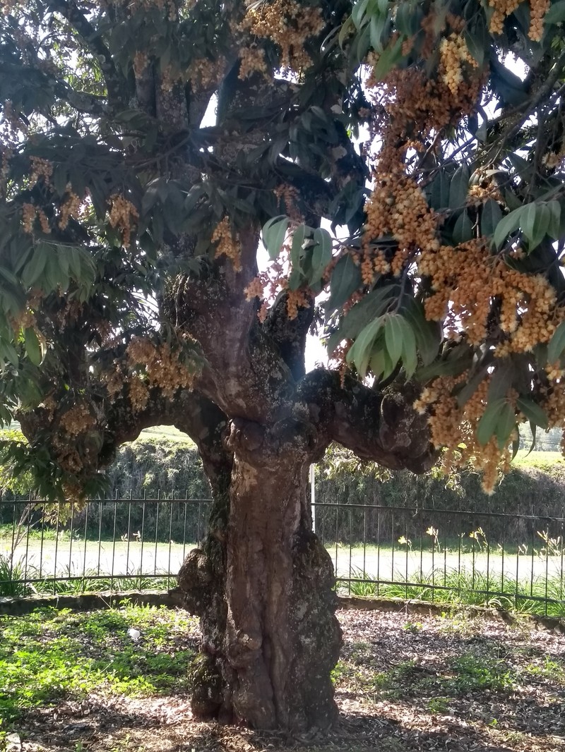 Moquilea salicifolia