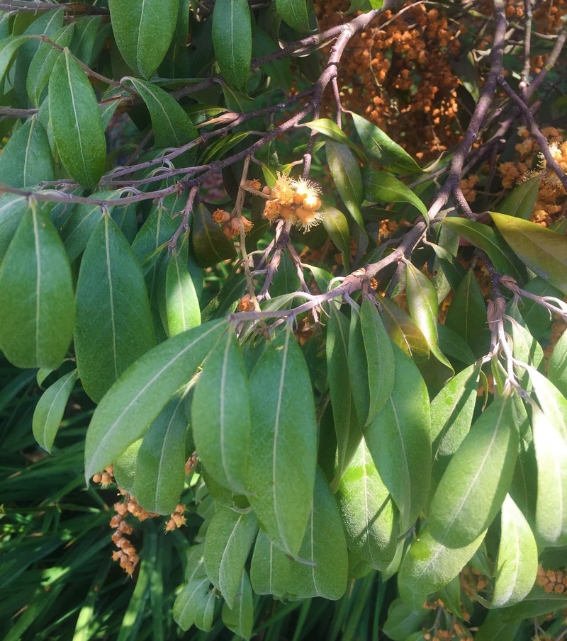 Moquilea salicifolia photo 2