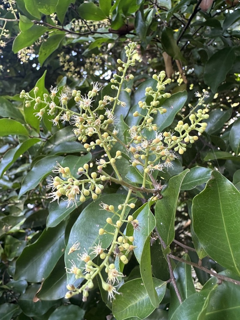 Moquilea subarachnophylla