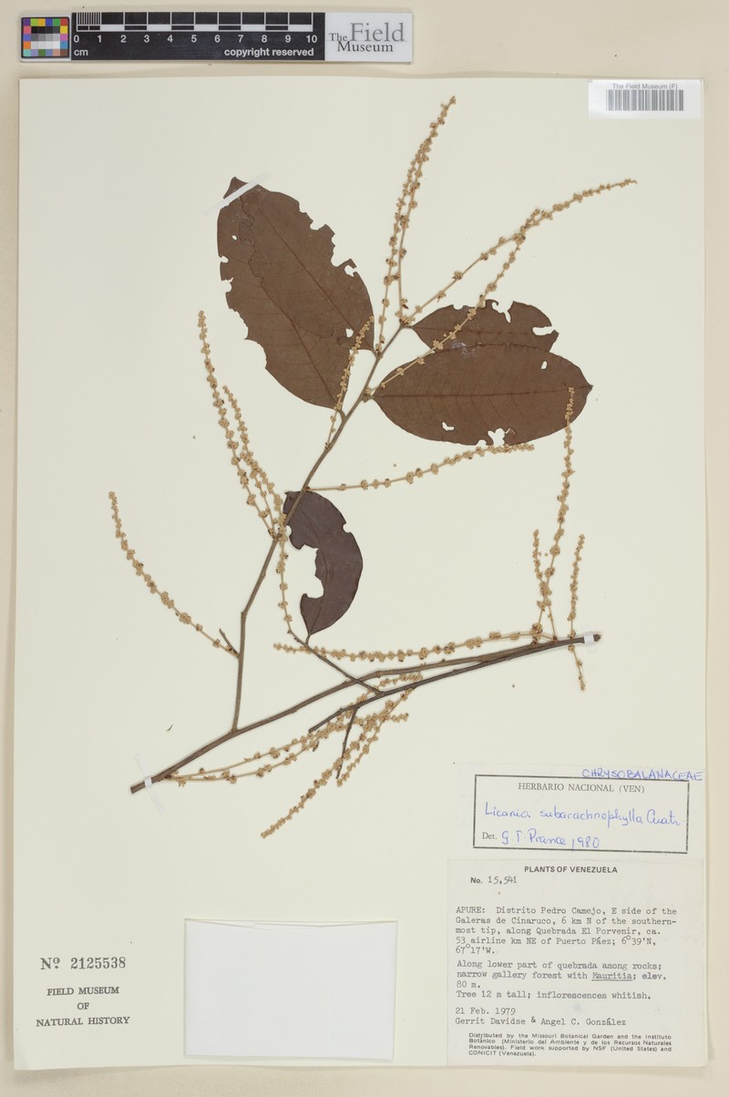 Moquilea subarachnophylla photo 2