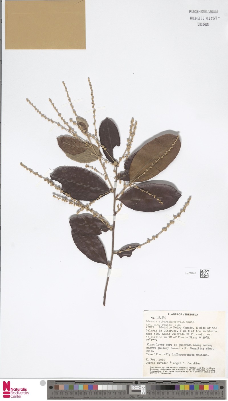 Moquilea subarachnophylla photo 3