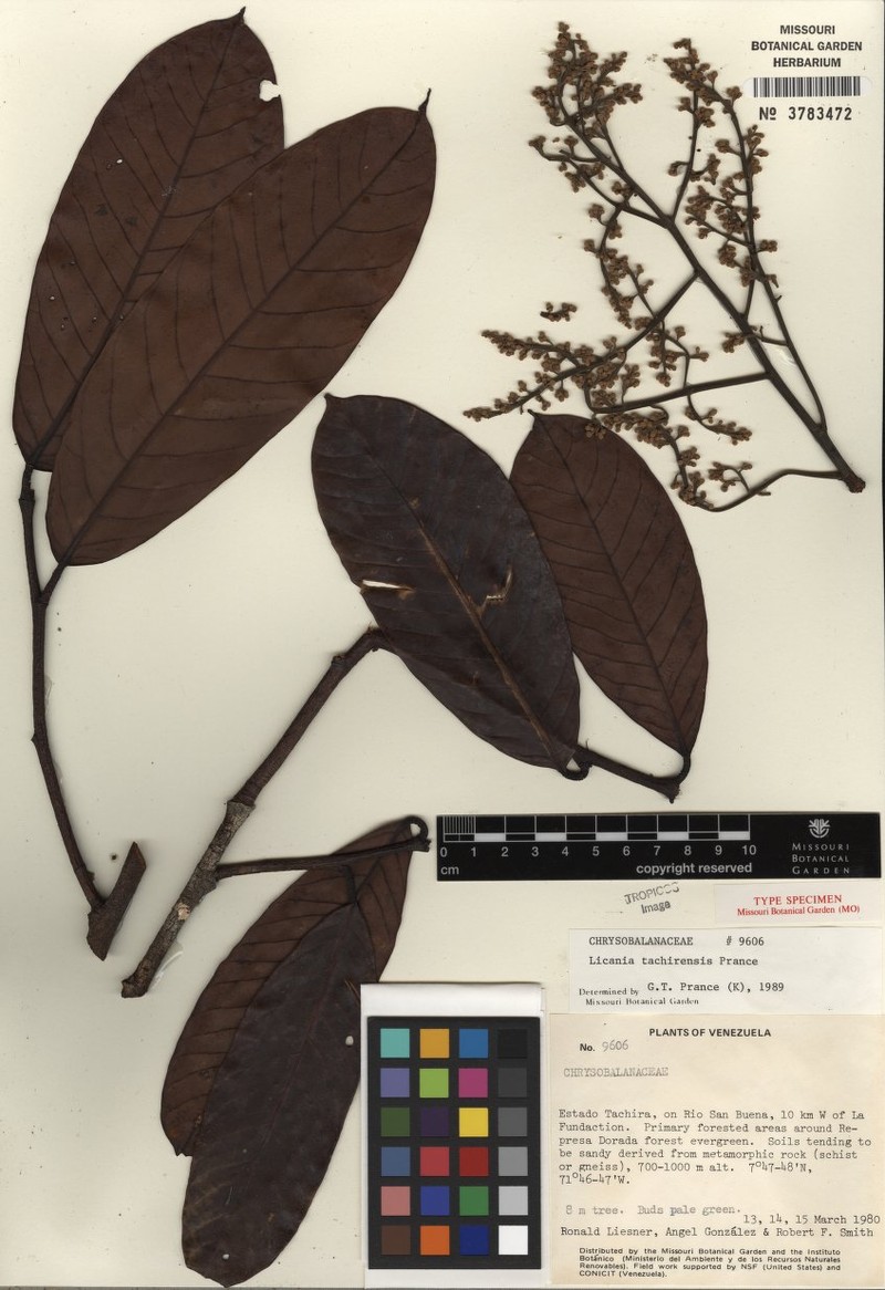 Moquilea tachirensis