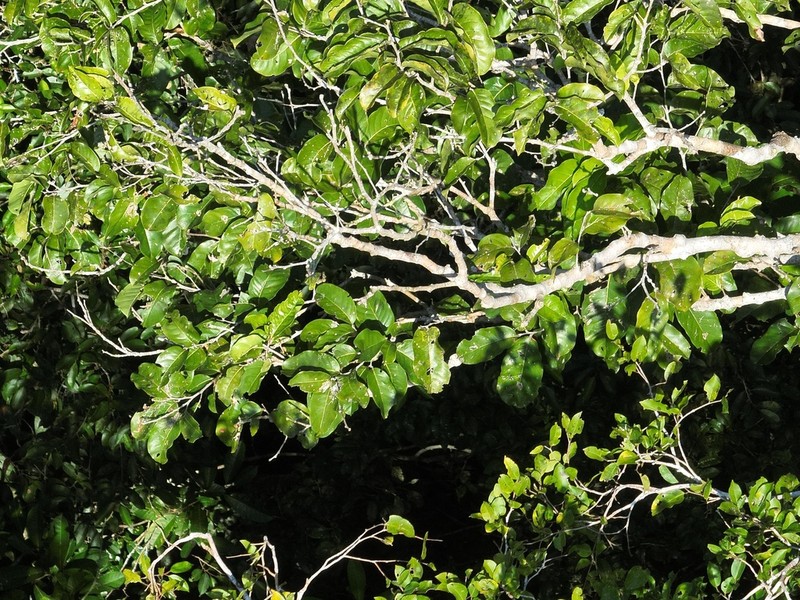 Moquilea unguiculata