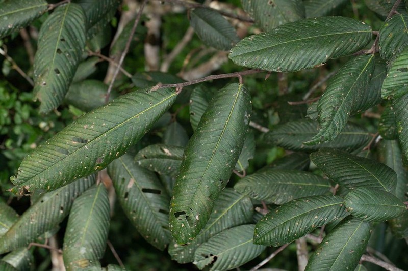 Moquilea vasquezii