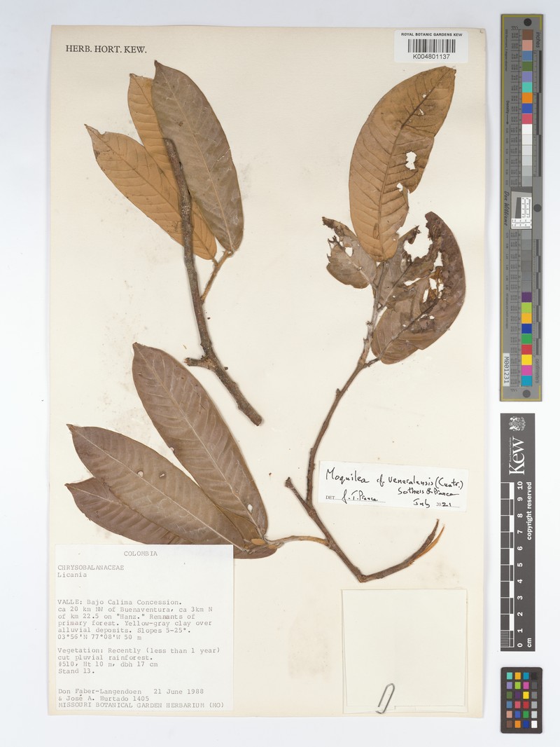 Moquilea veneralensis