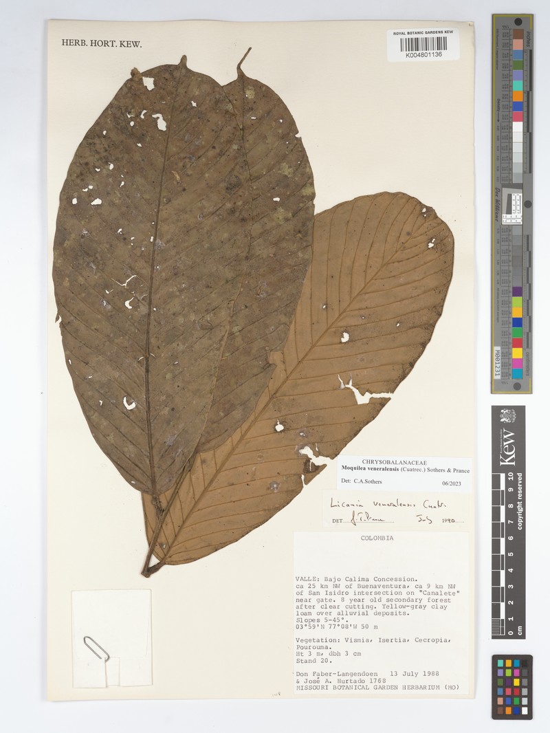 Moquilea veneralensis photo 2