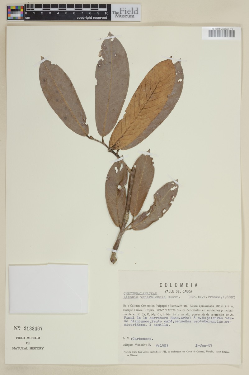 Moquilea veneralensis photo 3