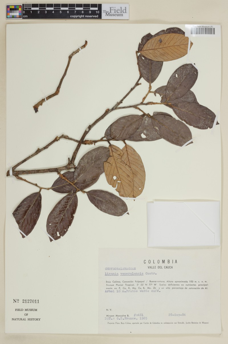 Moquilea veneralensis photo 4