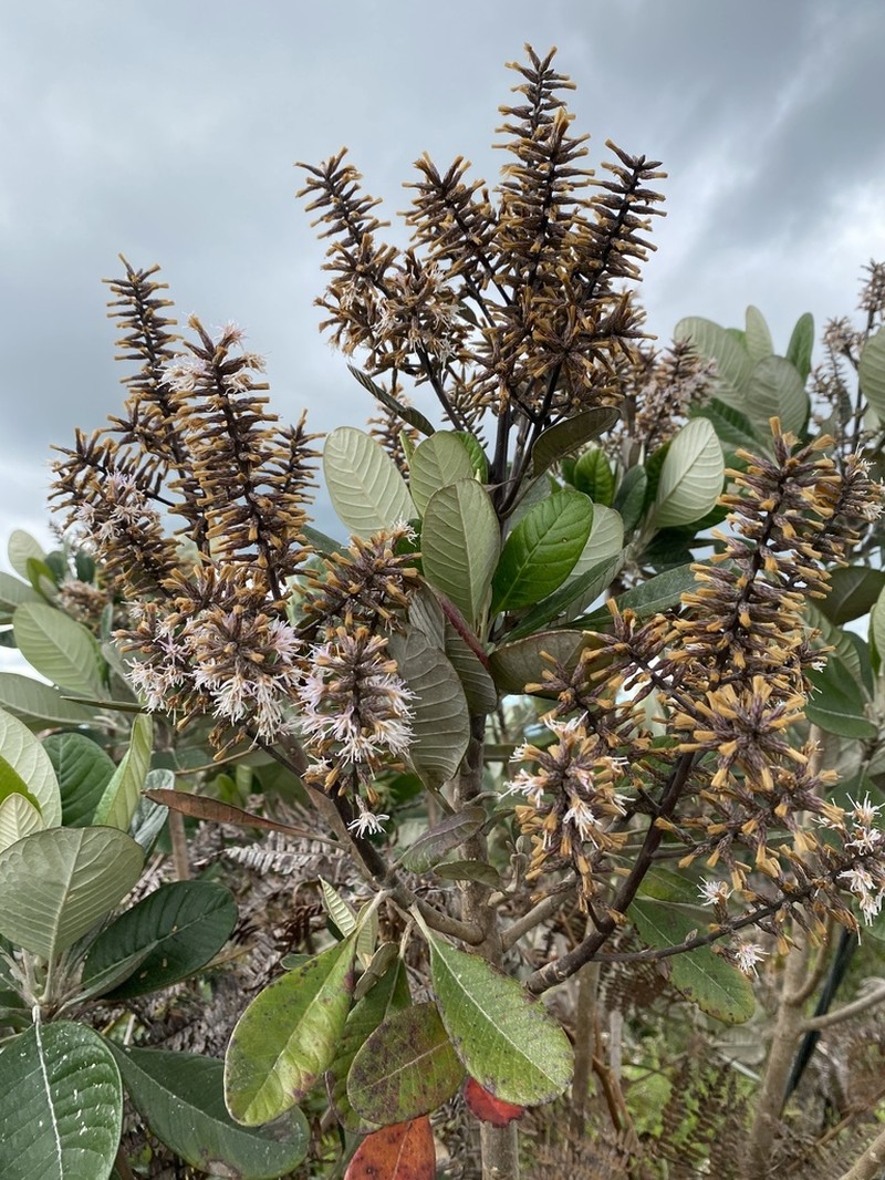 Moquinia racemosa