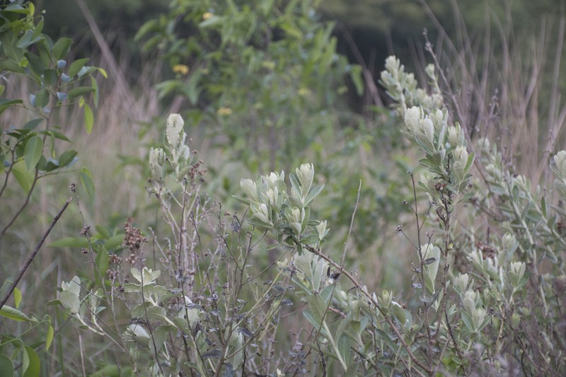 Moquiniastrum argentinum photo 2