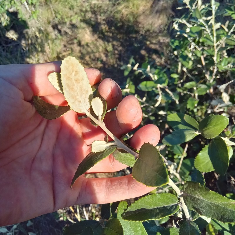 Moquiniastrum argentinum photo 3