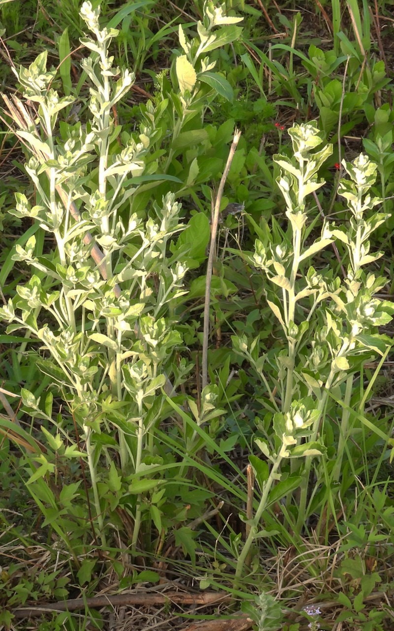 Moquiniastrum argentinum photo 4