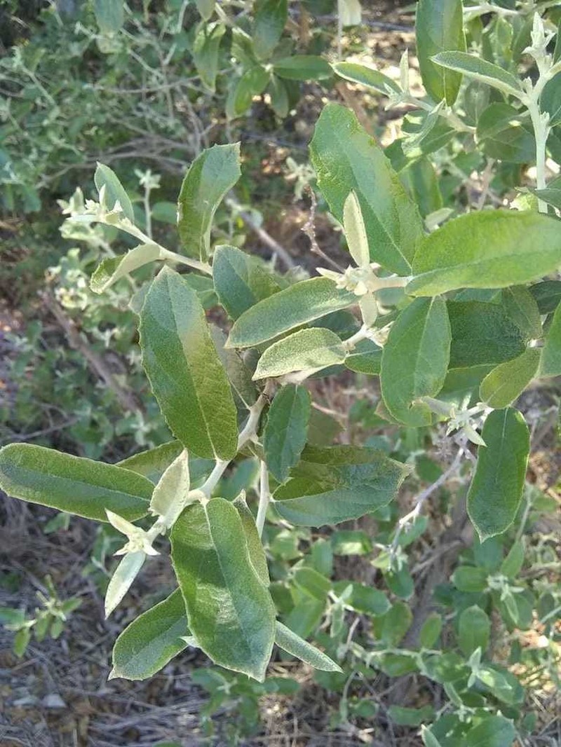 Moquiniastrum argentinum photo 5