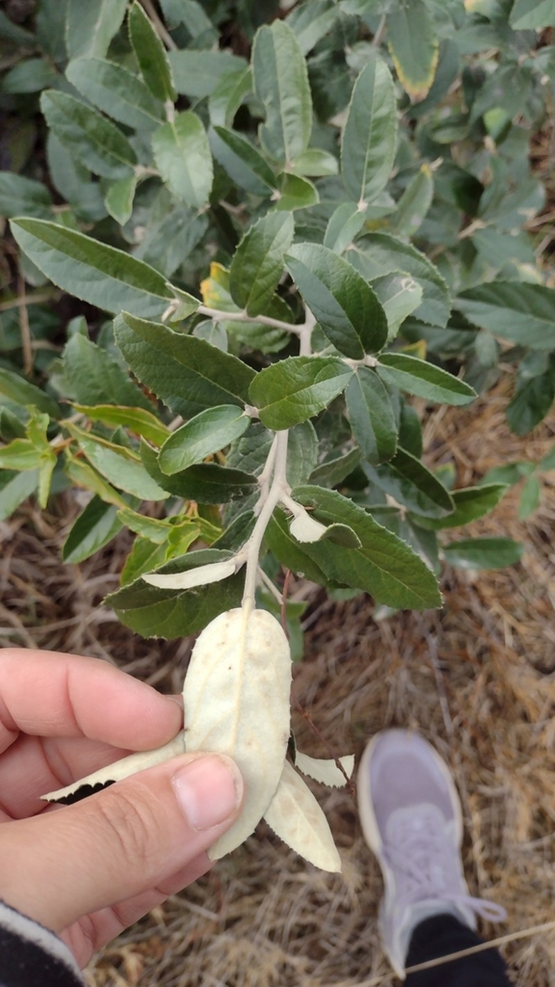 Moquiniastrum argentinum photo 6