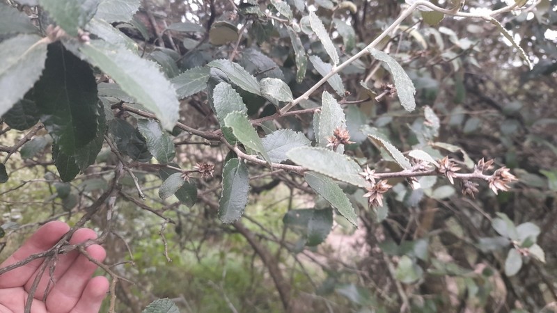 Moquiniastrum argentinum photo 7