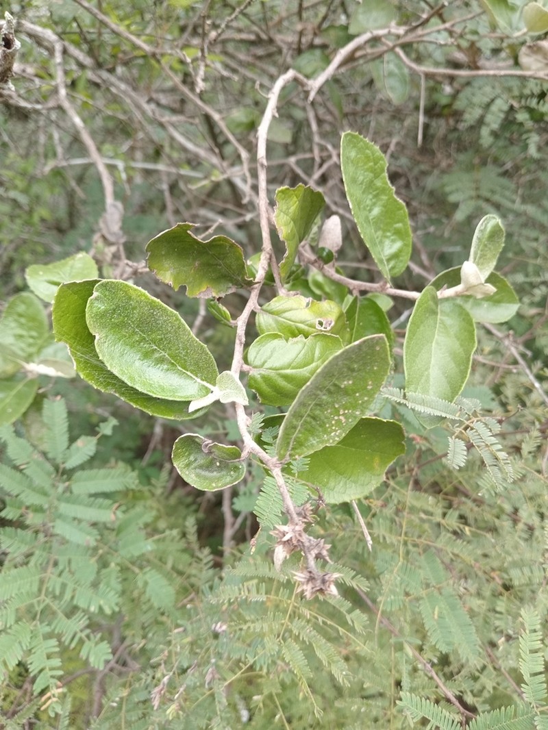 Moquiniastrum argentinum photo 8