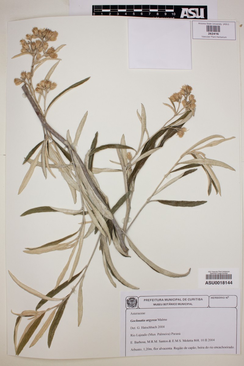 Moquiniastrum argyreum photo 2