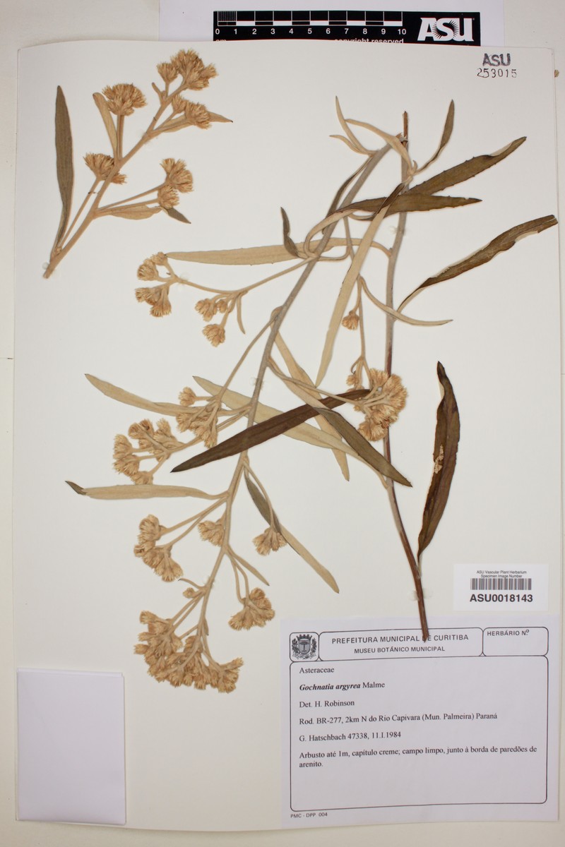 Moquiniastrum argyreum photo 3