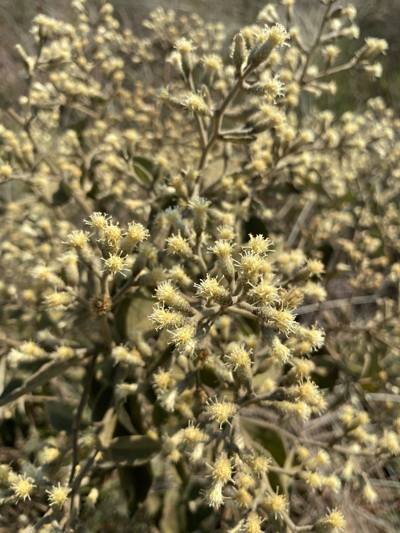 Moquiniastrum barrosoae