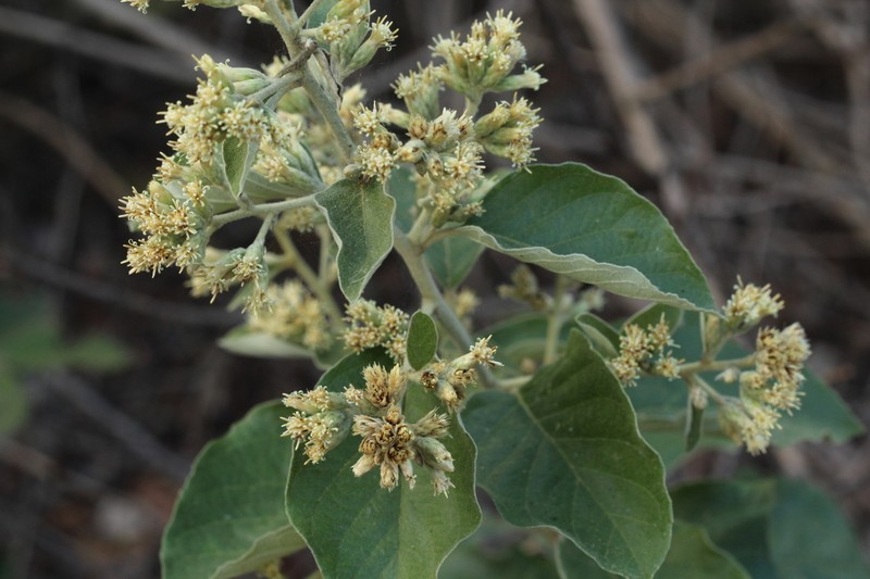 Moquiniastrum barrosoae photo 4