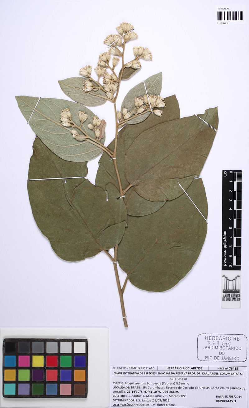 Moquiniastrum barrosoae photo 6