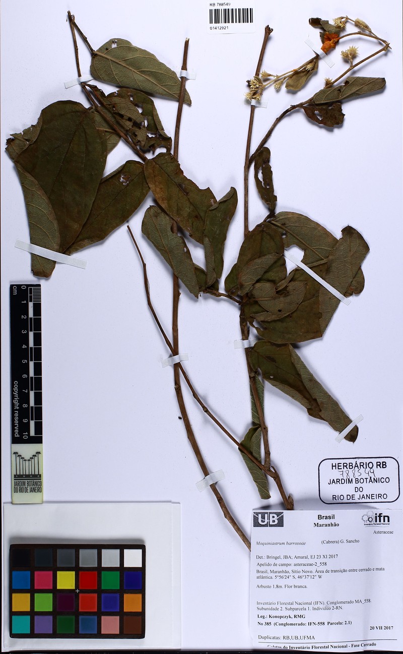 Moquiniastrum barrosoae photo 7