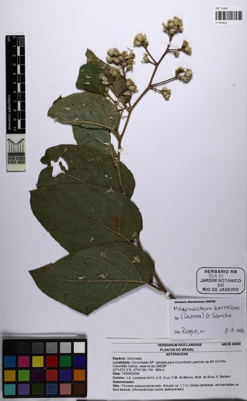 Moquiniastrum barrosoae photo 8