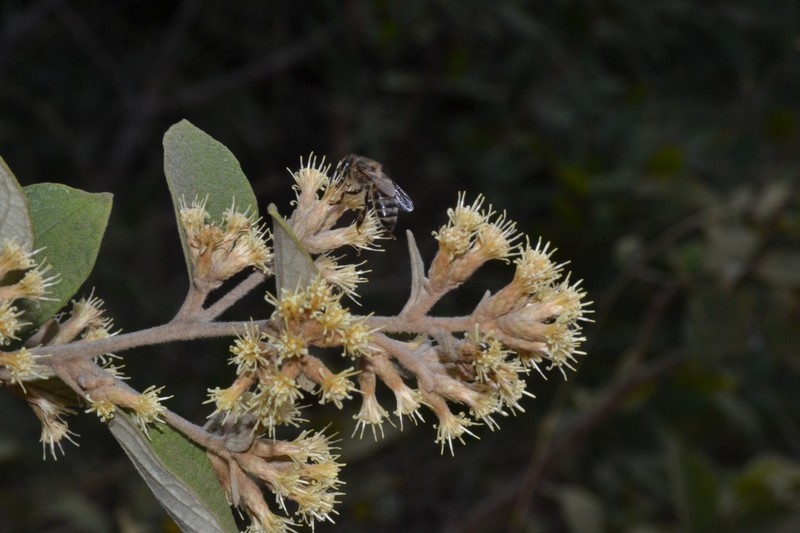Moquiniastrum blanchetianum