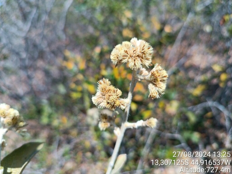 Moquiniastrum blanchetianum photo 2