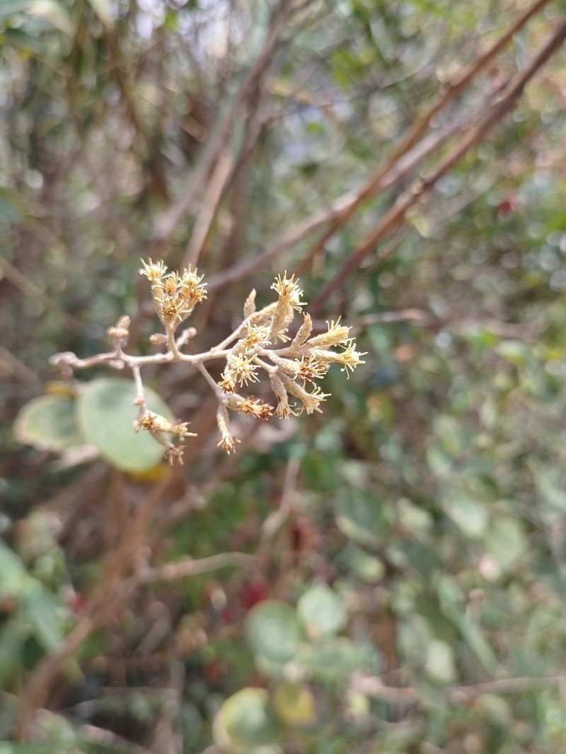 Moquiniastrum blanchetianum photo 3
