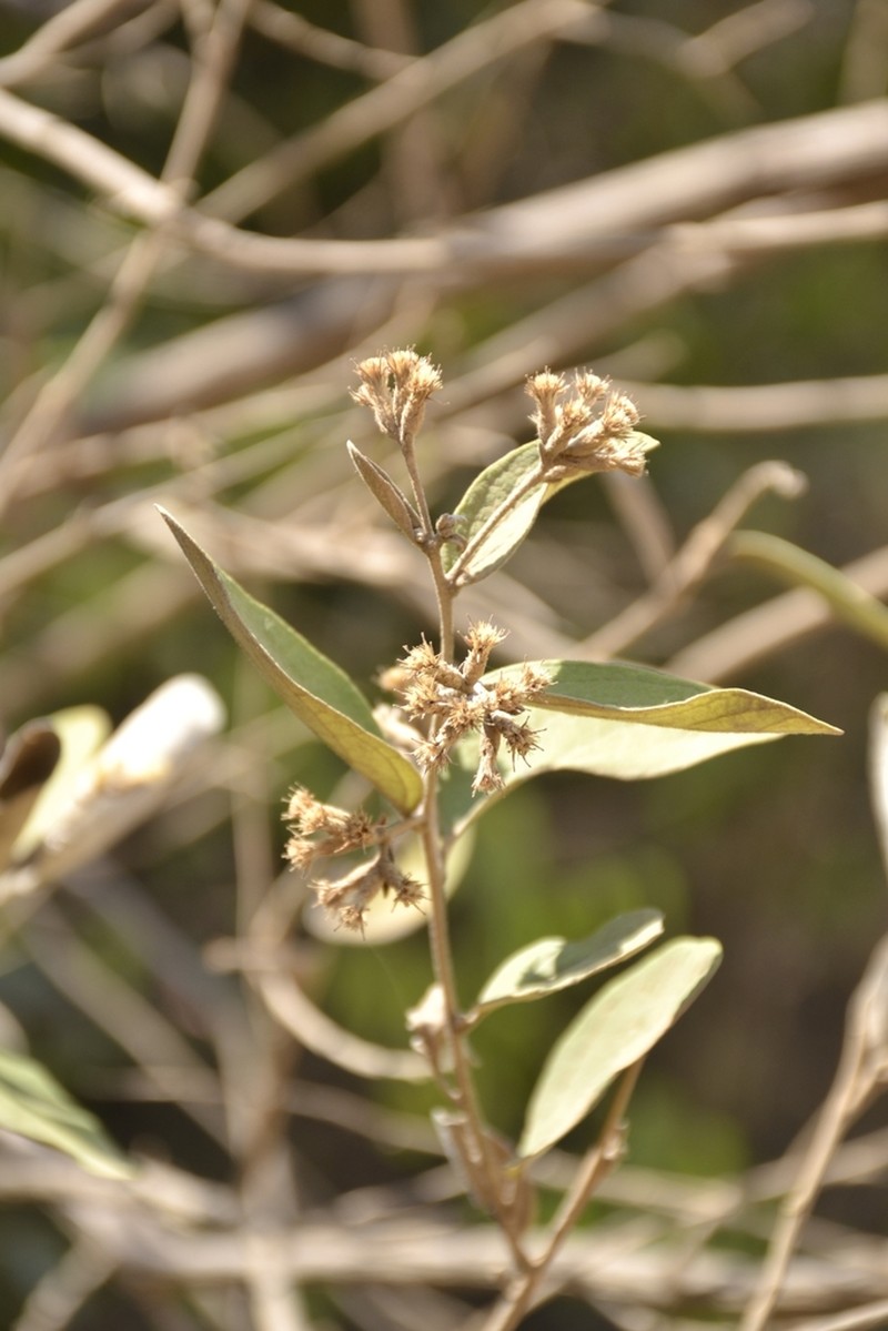 Moquiniastrum blanchetianum photo 5