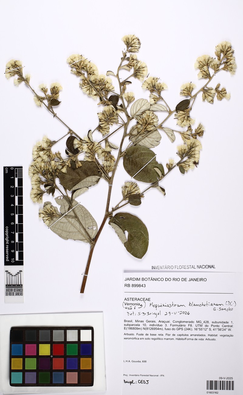 Moquiniastrum blanchetianum photo 6